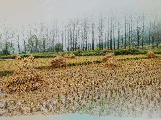 肥土不废，沃土“搬场”